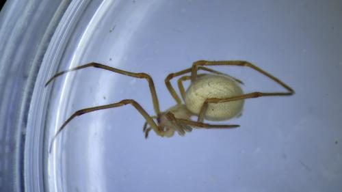 Enoplognatha latimana
